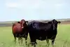 Welcome to American Mashona :: Your source for Mashona Cattle in the U.S.